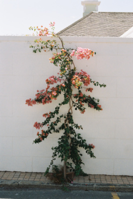 Linda Schaeffler