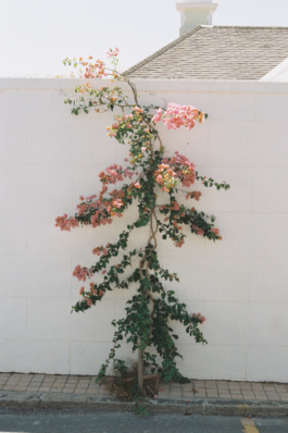 Linda Schaeffler